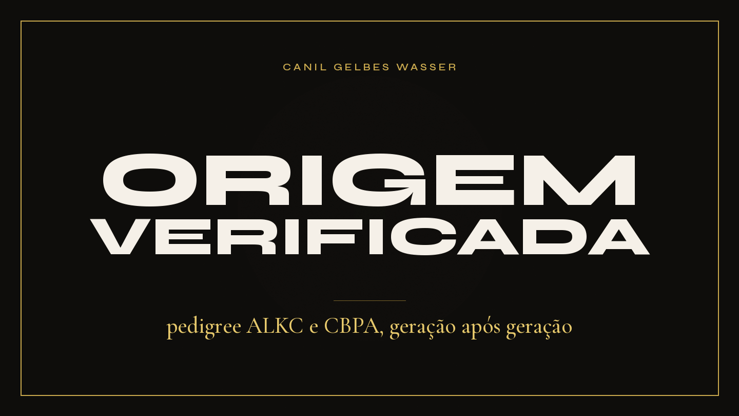 Arte Canil Gelbes Wasser — origem verificada, pedigree ALKC e CBPA do Pastor Alemão Workline em Santa Catarina