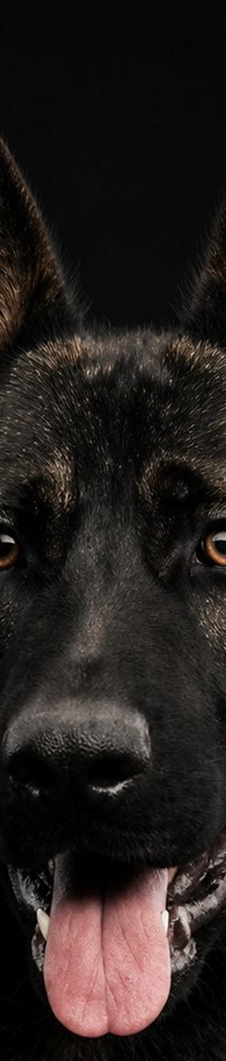 Rosto de filhote da ninhada anterior Odin × M-Killer, com o focinho e os olhos alinhados aos dos pais